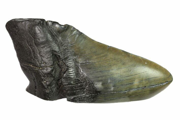 Partial, Fossil Megalodon Tooth Paper Weight #144411